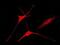 Caspase 8 antibody, GTX63075, GeneTex, Immunofluorescence image 
