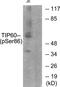 Lysine Acetyltransferase 5 antibody, LS-C199655, Lifespan Biosciences, Western Blot image 