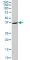 Purine Rich Element Binding Protein A antibody, LS-C139163, Lifespan Biosciences, Western Blot image 
