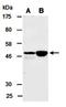 Activating Transcription Factor 1 antibody, orb66963, Biorbyt, Western Blot image 
