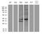 F-Box Protein 6 antibody, MA5-27285, Invitrogen Antibodies, Western Blot image 