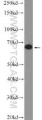 Mbt Domain Containing 1 antibody, 26098-1-AP, Proteintech Group, Western Blot image 