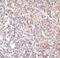 Lymphocyte Antigen 96 antibody, MA5-15765, Invitrogen Antibodies, Immunohistochemistry frozen image 