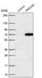 Serine Protease 38 antibody, NBP2-49193, Novus Biologicals, Western Blot image 