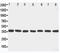 Mitogen-Activated Protein Kinase Kinase 6 antibody, LS-C313056, Lifespan Biosciences, Western Blot image 