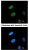 GATA Binding Protein 2 antibody, NBP2-16612, Novus Biologicals, Immunofluorescence image 