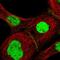 General Transcription Factor IIF Subunit 1 antibody, HPA022793, Atlas Antibodies, Immunofluorescence image 