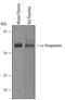 Alpha Fetoprotein antibody, AF5369, R&D Systems, Western Blot image 