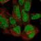 Zinc Finger Protein 143 antibody, HPA074818, Atlas Antibodies, Immunofluorescence image 
