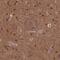 ACK1 antibody, HPA041954, Atlas Antibodies, Immunohistochemistry frozen image 