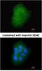 Transmembrane Protein 147 antibody, NBP1-32112, Novus Biologicals, Immunocytochemistry image 