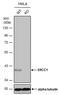 ERCC Excision Repair 1, Endonuclease Non-Catalytic Subunit antibody, PA5-77971, Invitrogen Antibodies, Western Blot image 