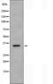 Olfactory Receptor Family 5 Subfamily AR Member 1 (Gene/Pseudogene) antibody, orb227603, Biorbyt, Western Blot image 