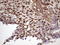 p21 antibody, LS-C340451, Lifespan Biosciences, Immunohistochemistry paraffin image 