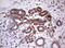 Protein C Receptor antibody, LS-C339626, Lifespan Biosciences, Immunohistochemistry frozen image 