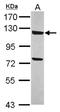 Kiaa0692 antibody, NBP2-15396, Novus Biologicals, Western Blot image 