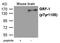 Rho GTPase Activating Protein 35 antibody, PA5-37788, Invitrogen Antibodies, Western Blot image 