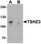 Teashirt homolog 3 antibody, LS-B8806, Lifespan Biosciences, Western Blot image 