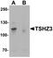 Teashirt Zinc Finger Homeobox 3 antibody, LS-B8806, Lifespan Biosciences, Western Blot image 