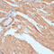 G3BP Stress Granule Assembly Factor 1 antibody, 15-756, ProSci, Immunohistochemistry frozen image 
