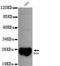 Thiol:disulfide interchange protein DsbA antibody, LS-C178301, Lifespan Biosciences, Western Blot image 