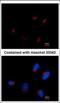 Thyroid Hormone Receptor Interactor 11 antibody, 3342, QED Bioscience, Immunofluorescence image 