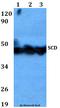 Stearoyl-CoA Desaturase antibody, A00588, Boster Biological Technology, Western Blot image 