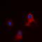 Cytochrome C Oxidase Subunit 7B antibody, orb256467, Biorbyt, Immunocytochemistry image 