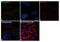 Tax1-binding protein 1 antibody, 702840, Invitrogen Antibodies, Immunofluorescence image 