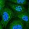 Component Of Oligomeric Golgi Complex 3 antibody, PA5-59143, Invitrogen Antibodies, Immunofluorescence image 