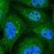 Component Of Oligomeric Golgi Complex 3 antibody, PA5-59143, Invitrogen Antibodies, Immunofluorescence image 