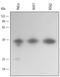 Annexin A10 antibody, AF3544, R&D Systems, Western Blot image 