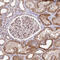 Torsin 1A Interacting Protein 1 antibody, HPA050546, Atlas Antibodies, Immunohistochemistry paraffin image 