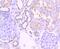 Paired Box 2 antibody, NBP2-67849, Novus Biologicals, Immunohistochemistry paraffin image 