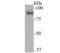 SUN domain-containing protein 1 antibody, NBP2-75677, Novus Biologicals, Western Blot image 