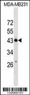 Zinc Finger Protein 550 antibody, 59-571, ProSci, Western Blot image 