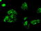 Fermitin Family Member 2 antibody, LS-B14321, Lifespan Biosciences, Immunofluorescence image 