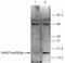 Trimethyl Histone H3K9 antibody, 49-1015, Invitrogen Antibodies, Western Blot image 