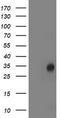 Lactamase Beta 2 antibody, TA502585, Origene, Western Blot image 