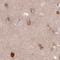 Torsin 1A Interacting Protein 1 antibody, NBP2-47403, Novus Biologicals, Immunohistochemistry paraffin image 
