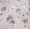 WD Repeat Domain 27 antibody, LS-C203714, Lifespan Biosciences, Immunohistochemistry paraffin image 