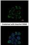 Leucine Zipper And EF-Hand Containing Transmembrane Protein 1 antibody, PA5-22233, Invitrogen Antibodies, Immunofluorescence image 