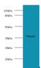 WD Repeat Domain 54 antibody, A55315-100, Epigentek, Western Blot image 