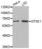 G2 And S-Phase Expressed 1 antibody, abx002462, Abbexa, Western Blot image 