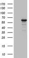 Zinc Finger Protein 286A antibody, LS-C798048, Lifespan Biosciences, Western Blot image 