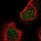 Kelch Like Family Member 8 antibody, PA5-53640, Invitrogen Antibodies, Immunofluorescence image 