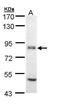 Eukaryotic Translation Initiation Factor 2B Subunit Epsilon antibody, GTX109799, GeneTex, Western Blot image 