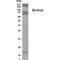 Apoptotic Chromatin Condensation Inducer 1 antibody, GTX70370, GeneTex, Western Blot image 