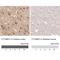 Cortactin Binding Protein 2 antibody, NBP2-32030, Novus Biologicals, Immunohistochemistry paraffin image 