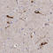 Tachykinin Precursor 1 antibody, HPA014429, Atlas Antibodies, Immunohistochemistry frozen image 